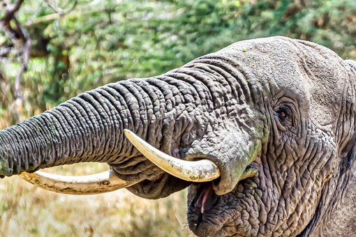 Elephant Joymala's Cries After Being Whipped in Tamil Nadu Temple Reverberate in Entire Assam Elephant Joymala's Cries After Being Whipped in Tamil Nadu Temple Reverberate in Entire Assam
