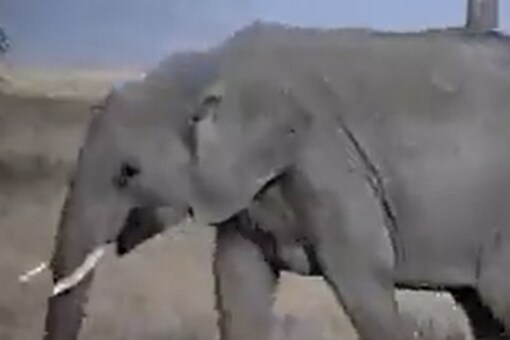 Odisha: Elephant Runs Amuck in Bhubaneswar, Tranquilized Hours Later Odisha: Elephant Runs Amuck in Bhubaneswar, Tranquilized Hours Later