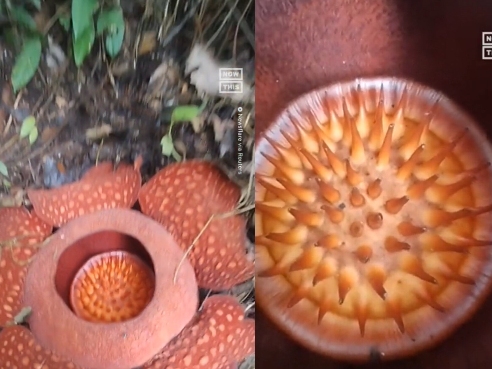 Indonesian Man Stumbles Upon 'Rafflesia Arnoldii,' World's Largest Flower, in a Forest Indonesian Man Stumbles Upon 'Rafflesia Arnoldii,' World's Largest Flower, in a Forest