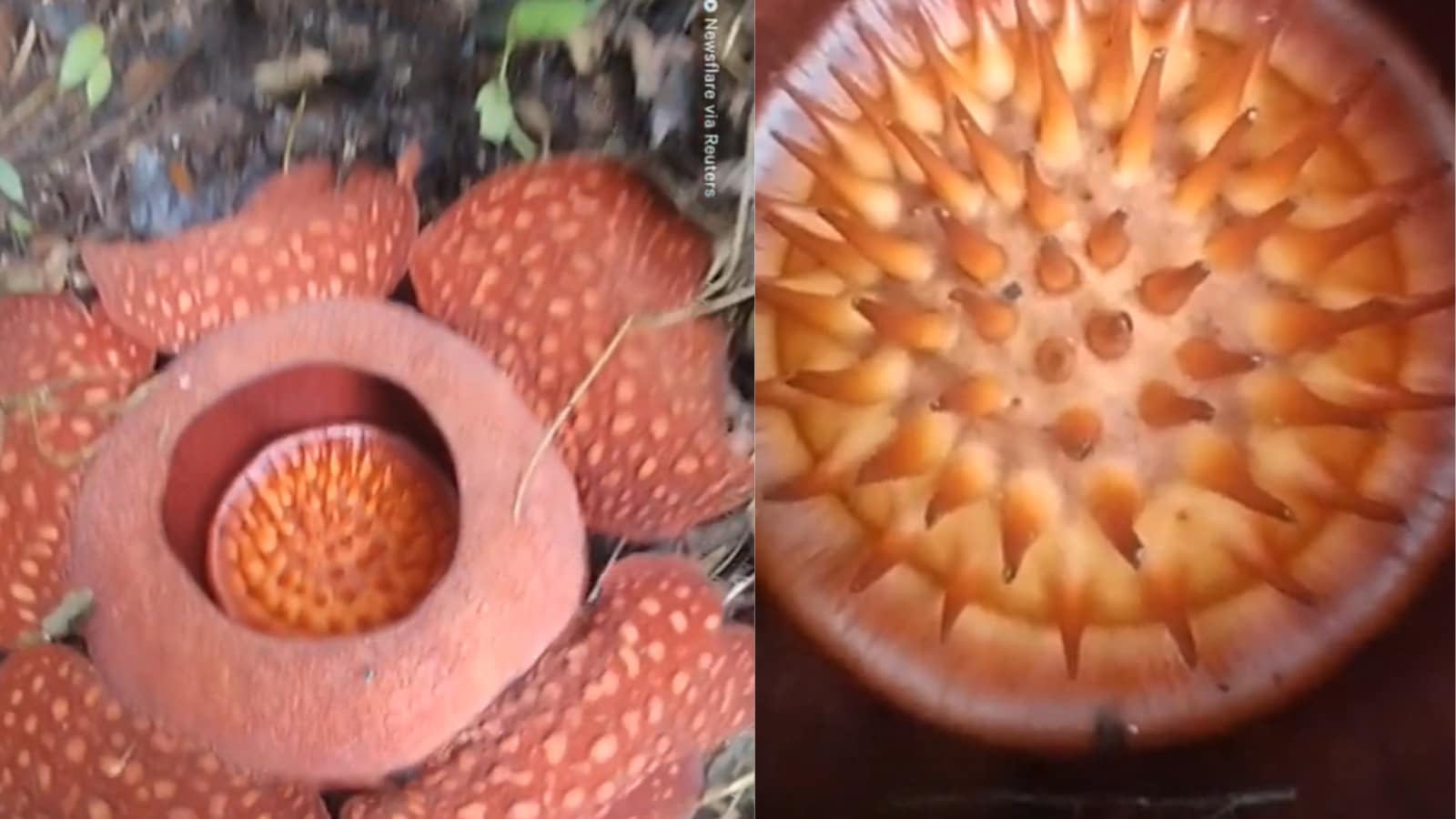 Pria Indonesia menemukan bunga terbesar di dunia ‘Rafflesia arnoldi’ di hutan