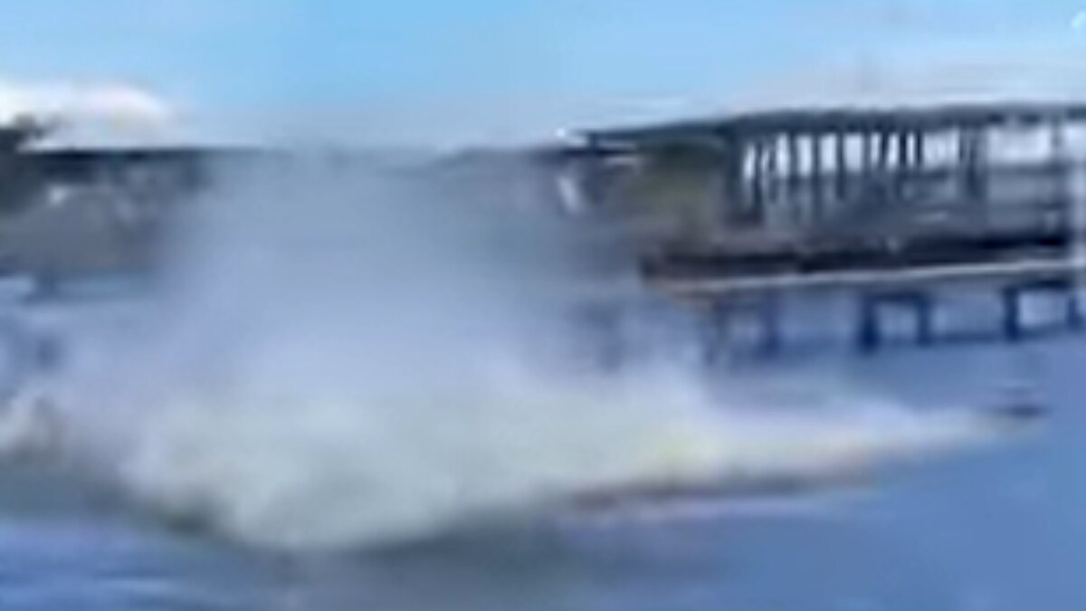 WATCH Curious Golden Retriever Scares Herself And A Herd Of Manatees