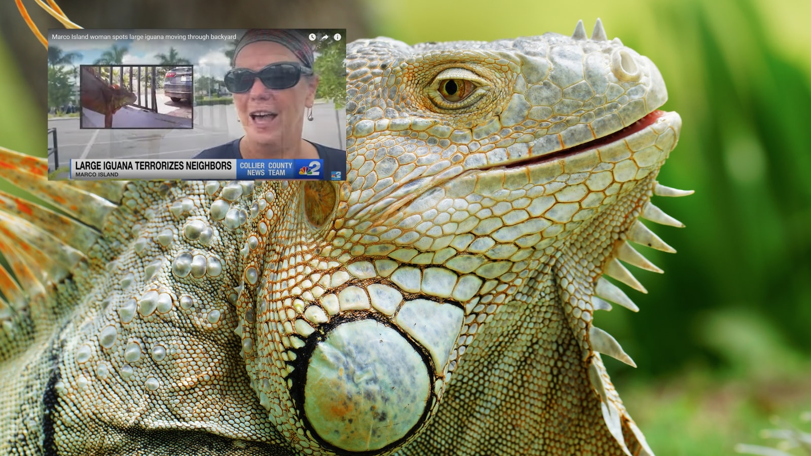 US Woman Hearing Strange Noises Shocked to Find Large Iguana in Backyard