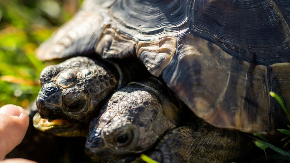 Janus, the Two-Headed Greek Tortoise, Celebrates 25th Birthday With Special Party