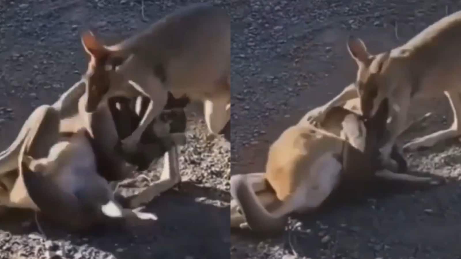 WATCH Kangaroo Comes to Rescue His Mate Struggling in Python's Deadly Grip