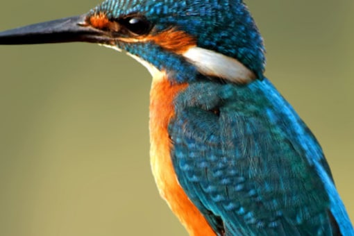 half-of-world-s-birds-in-decline-species-moving-ever-faster-to