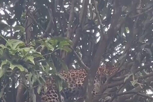 WATCH: Leopard Stuck On Tree Rescued After 8 Hours Of Struggle in This Old Clip