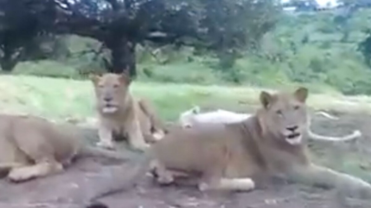 'They Can Do That?' Lioness Opens Safari Vehicle's Door, Leaves Woman Bamboozled