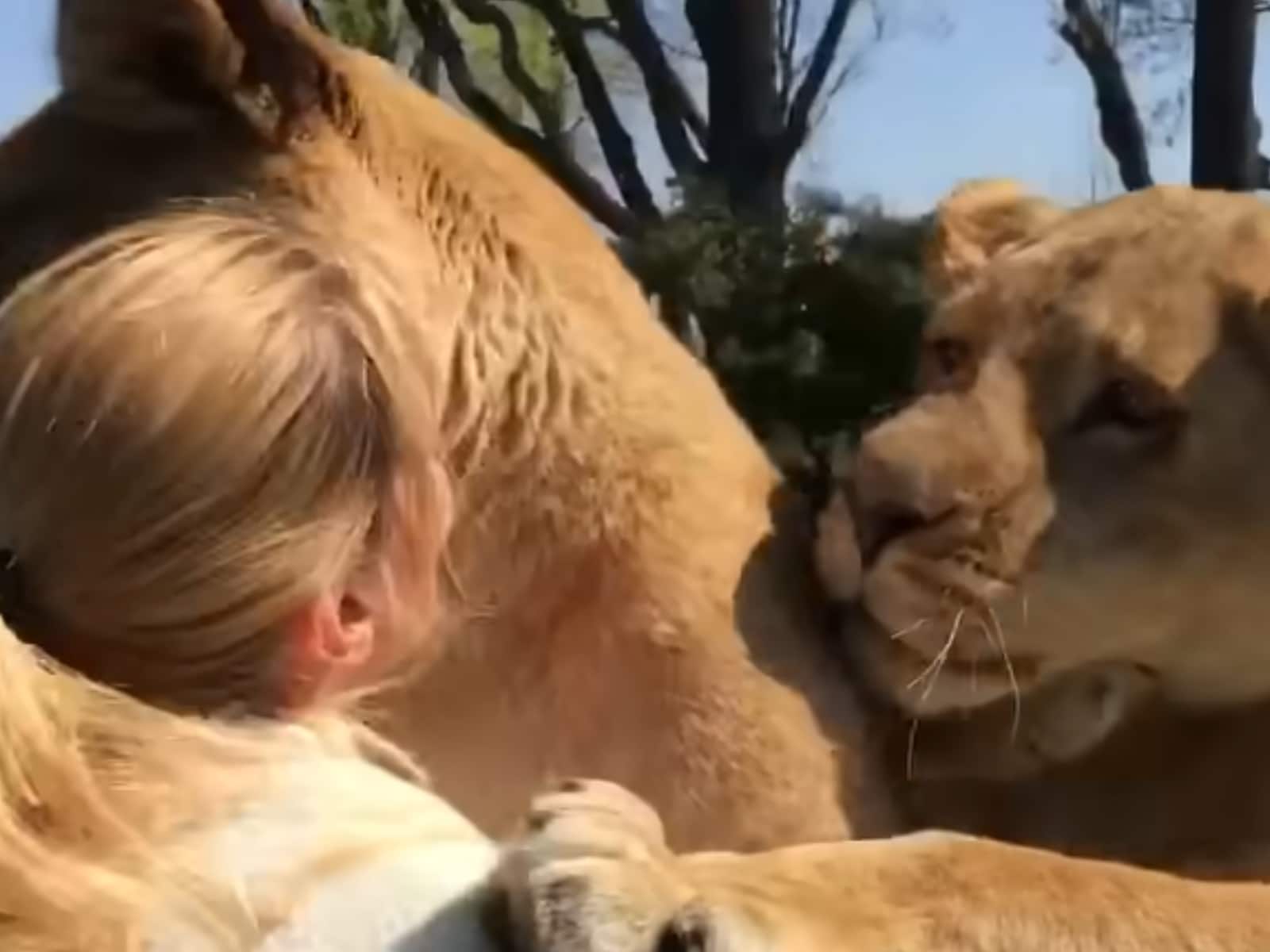 Lions News: Latest Lions News and Updates at News18