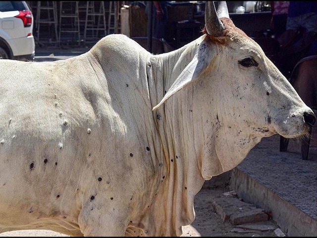 Lumpy skin is a viral disease that affects cattle. (File photo: PTI)