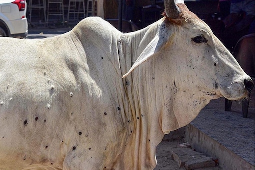 Lumpy Skin Disease: Maha Districts Asked to Speed Up Vaccination of Cattle to Control Spread Lumpy Skin Disease: Maha Districts Asked to Speed Up Vaccination of Cattle to Control Spread