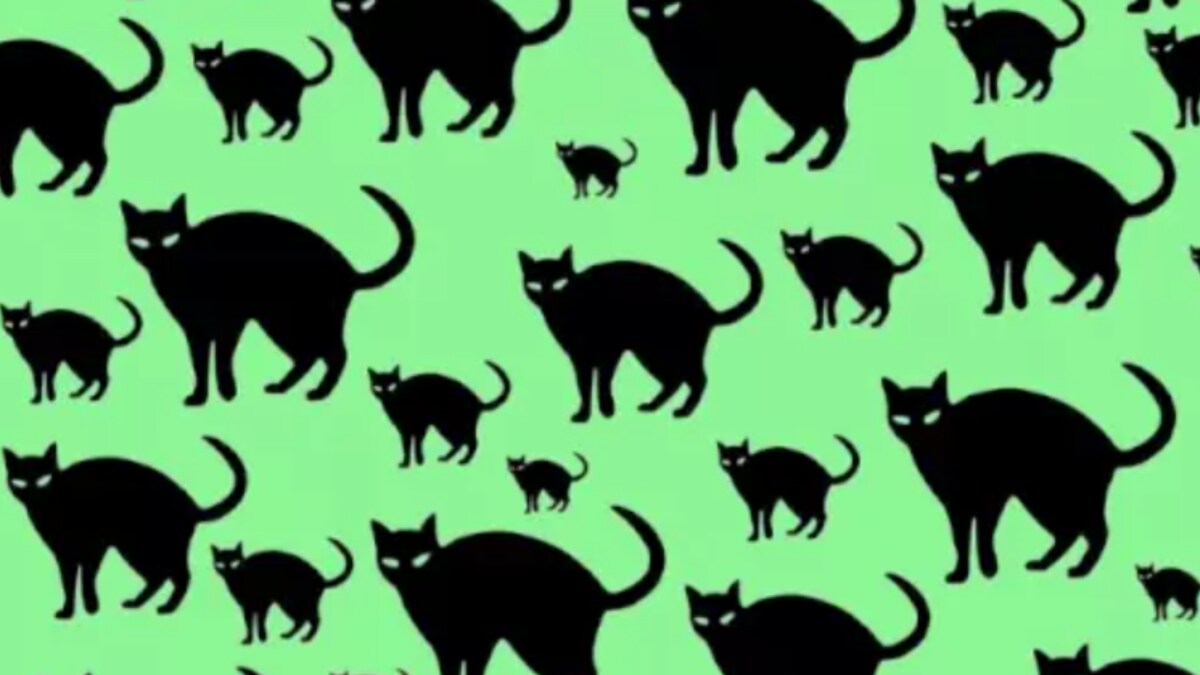 Spot Hidden Mouse Among The Cats in This Optical Illusion Within 9