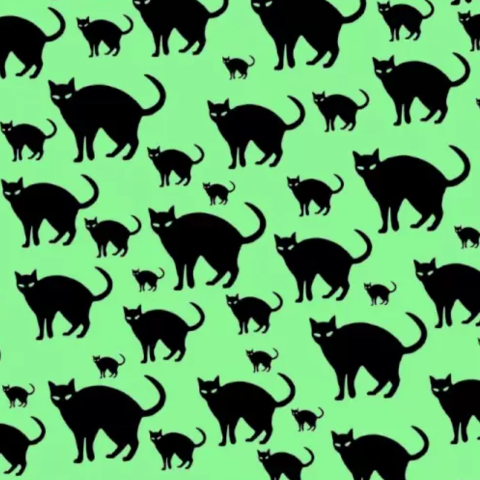 Spot Hidden Mouse Among The Cats in This Optical Illusion Within 9 Seconds  - News18