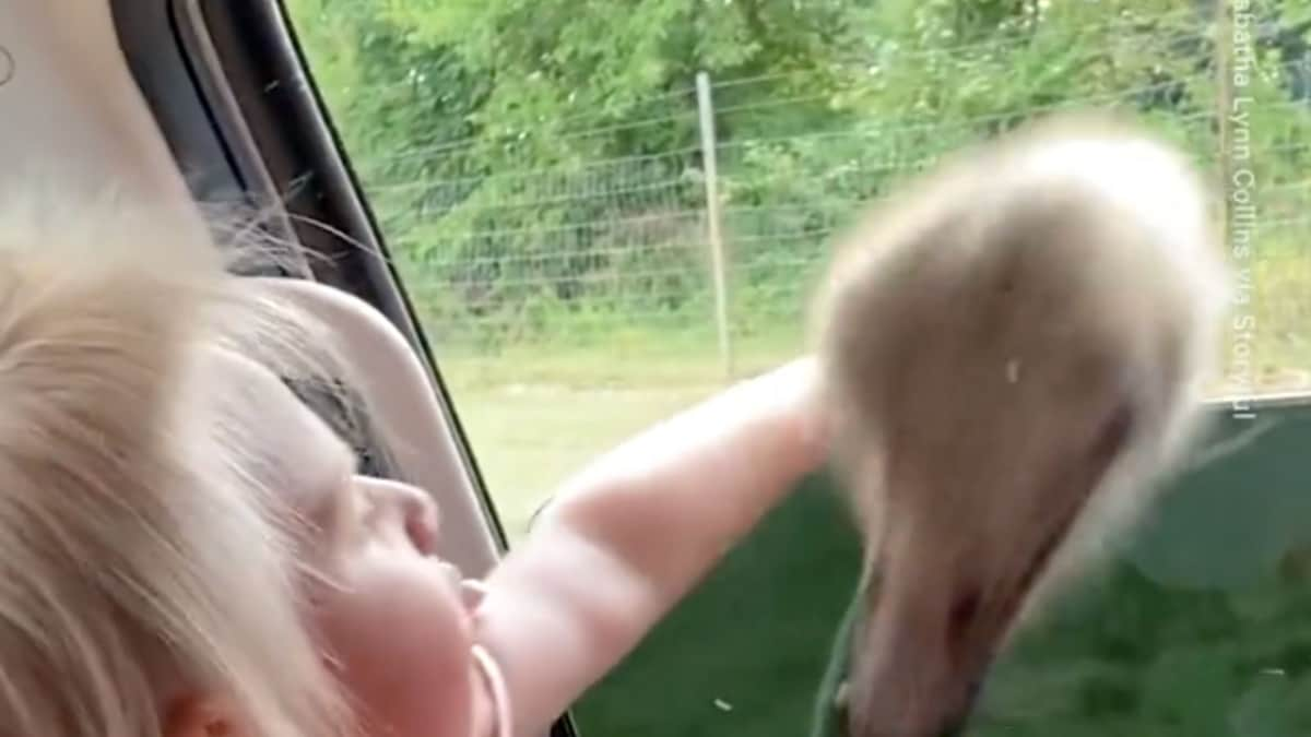 WATCH: Three Year-Old Girl Tries to Hug An Ostrich During Safari Ride