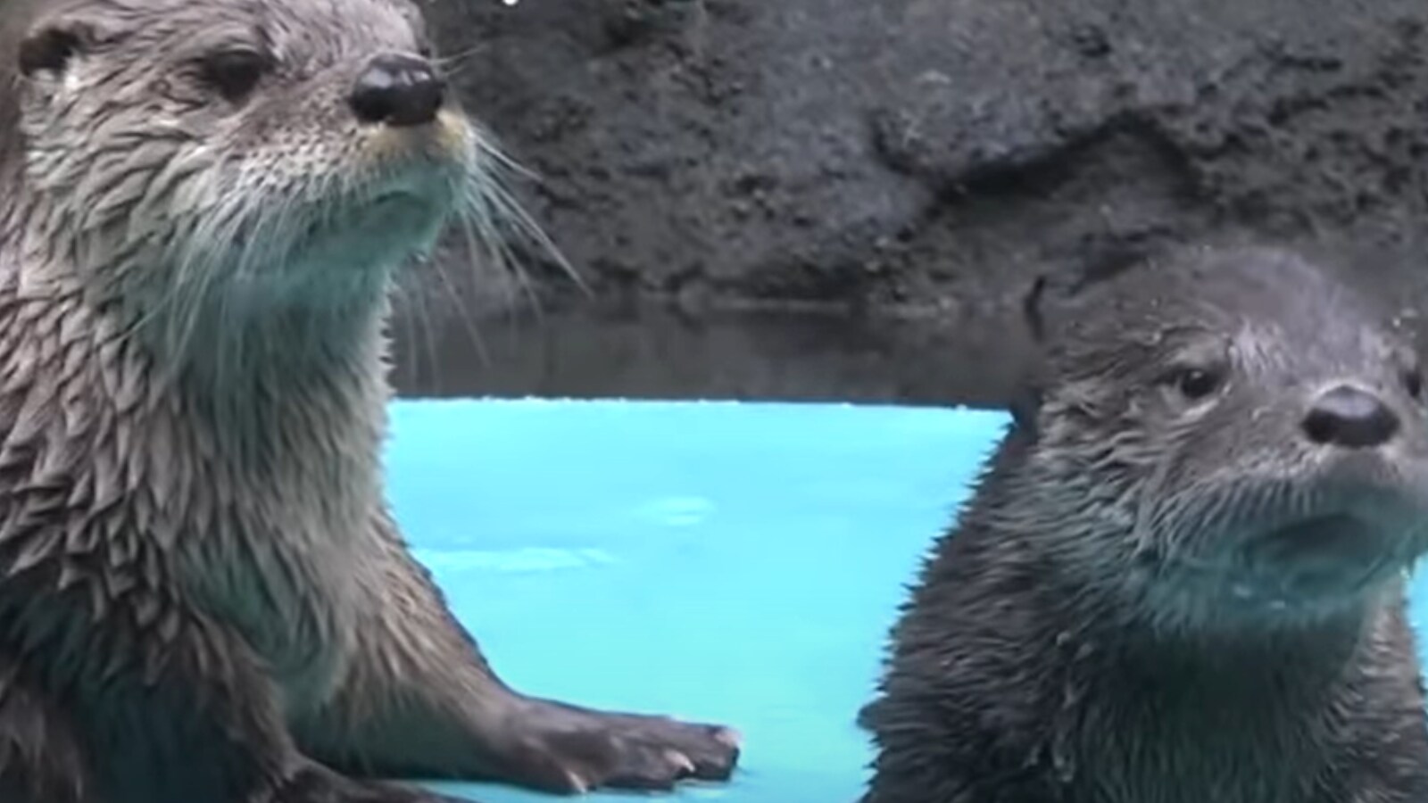 WATCH: Mother Otter Teaching Baby Swimming in Oregon Zoo is So Relatable