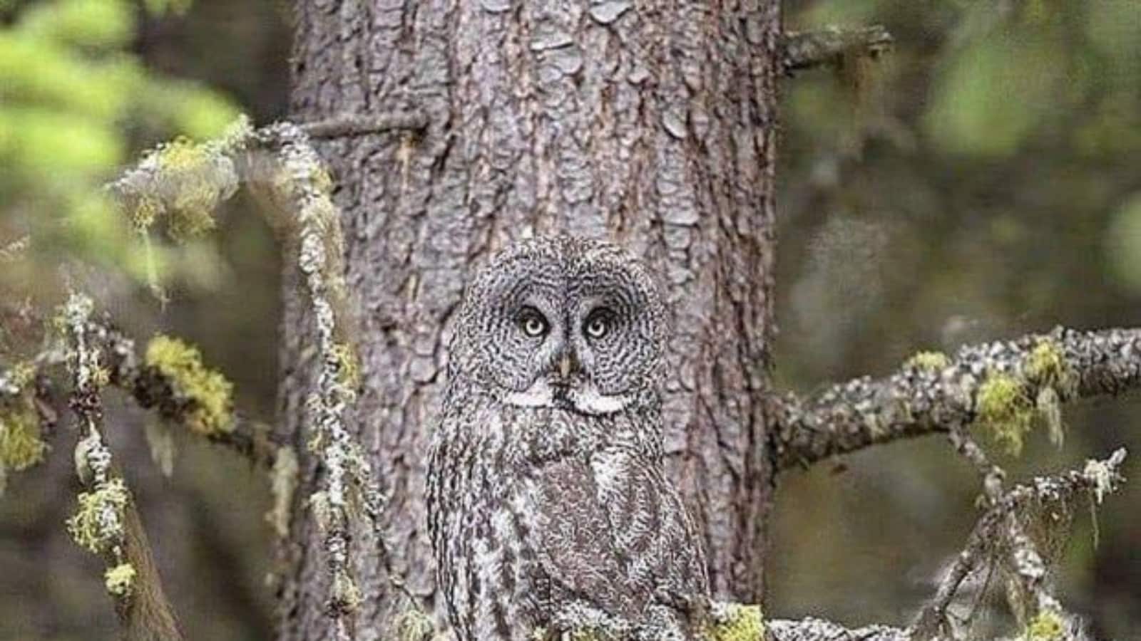 Mindboggling Photo of Owl Camouflaged in the Wild Goes Viral