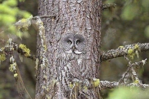 t is visible in the picture that the feathers and bosy of the owl are of the same colour as the tree in the background. (Credits: Twitter)