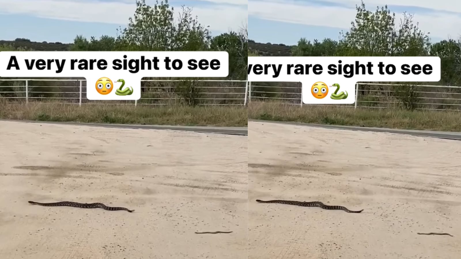 WATCH Rare Video of Baby Rattlesnake Following its Mother Goes Viral