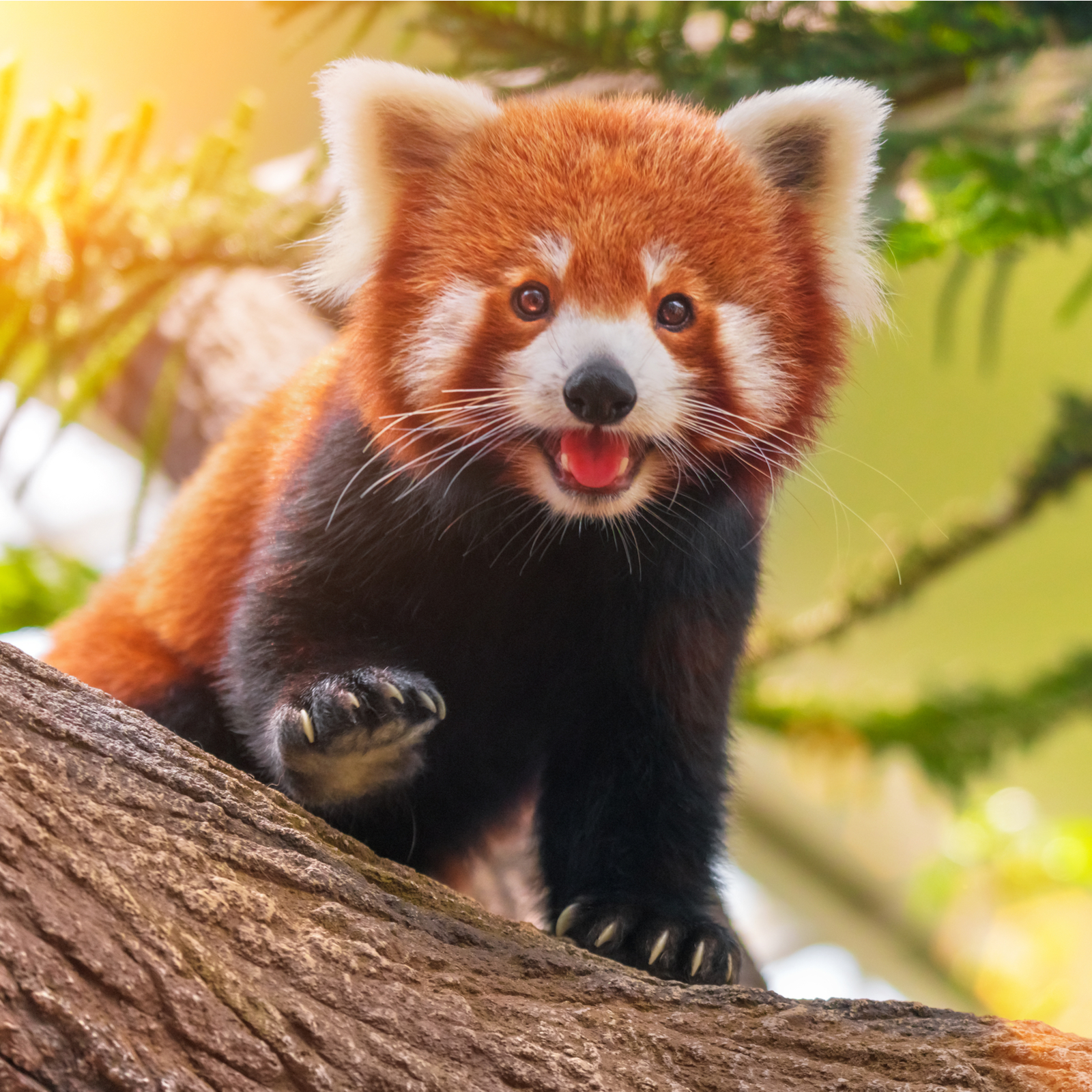 International Panda Day 2022: History, and Facts About Red Pandas