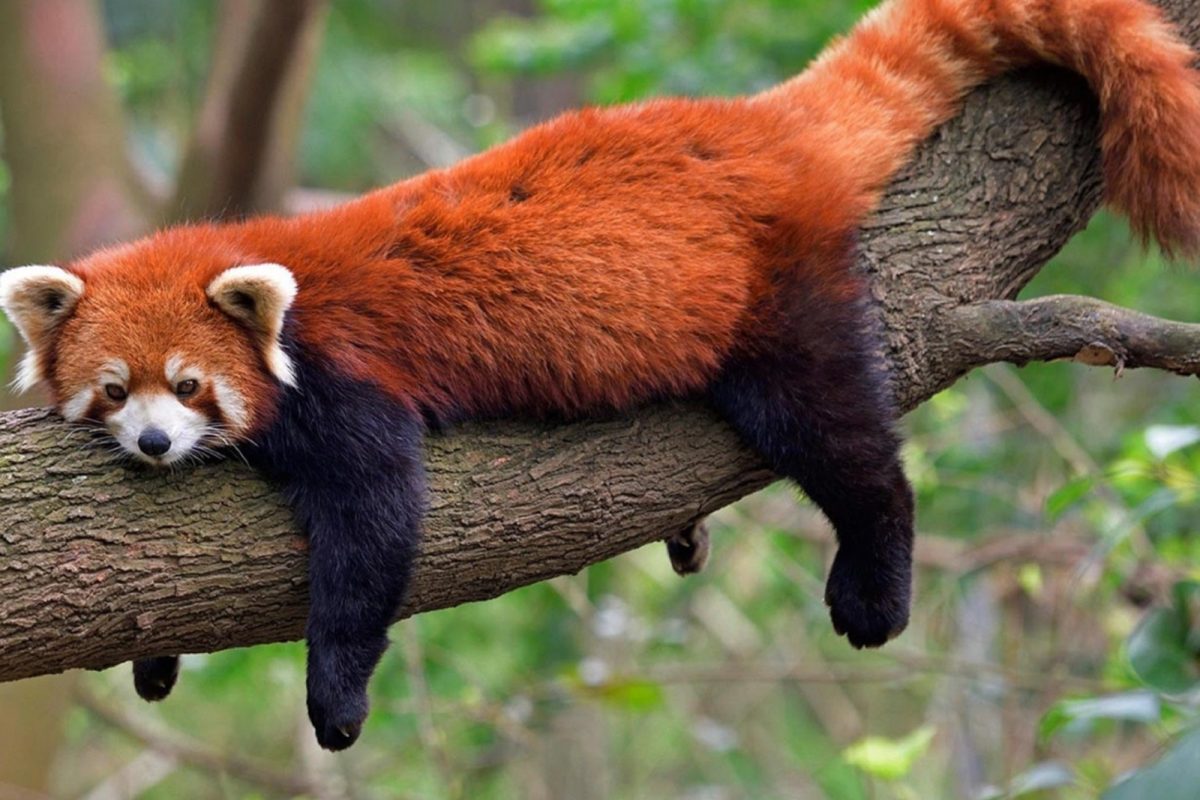 International Red Panda Day 2022 History Significance And Interesting Facts About Red Pandas