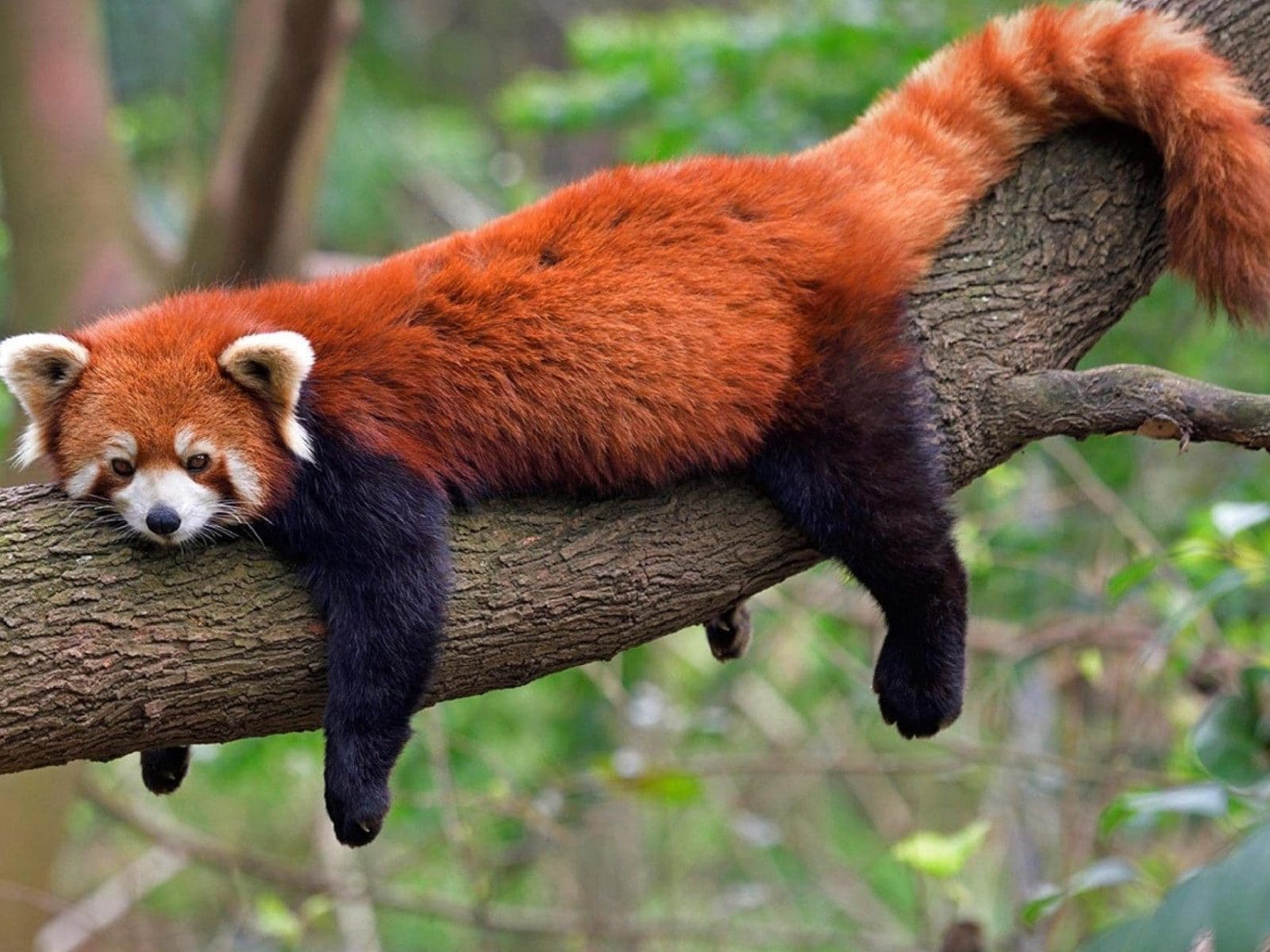 International Red Panda Day 2022: History, Significance and Interesting  Facts About Red Pandas