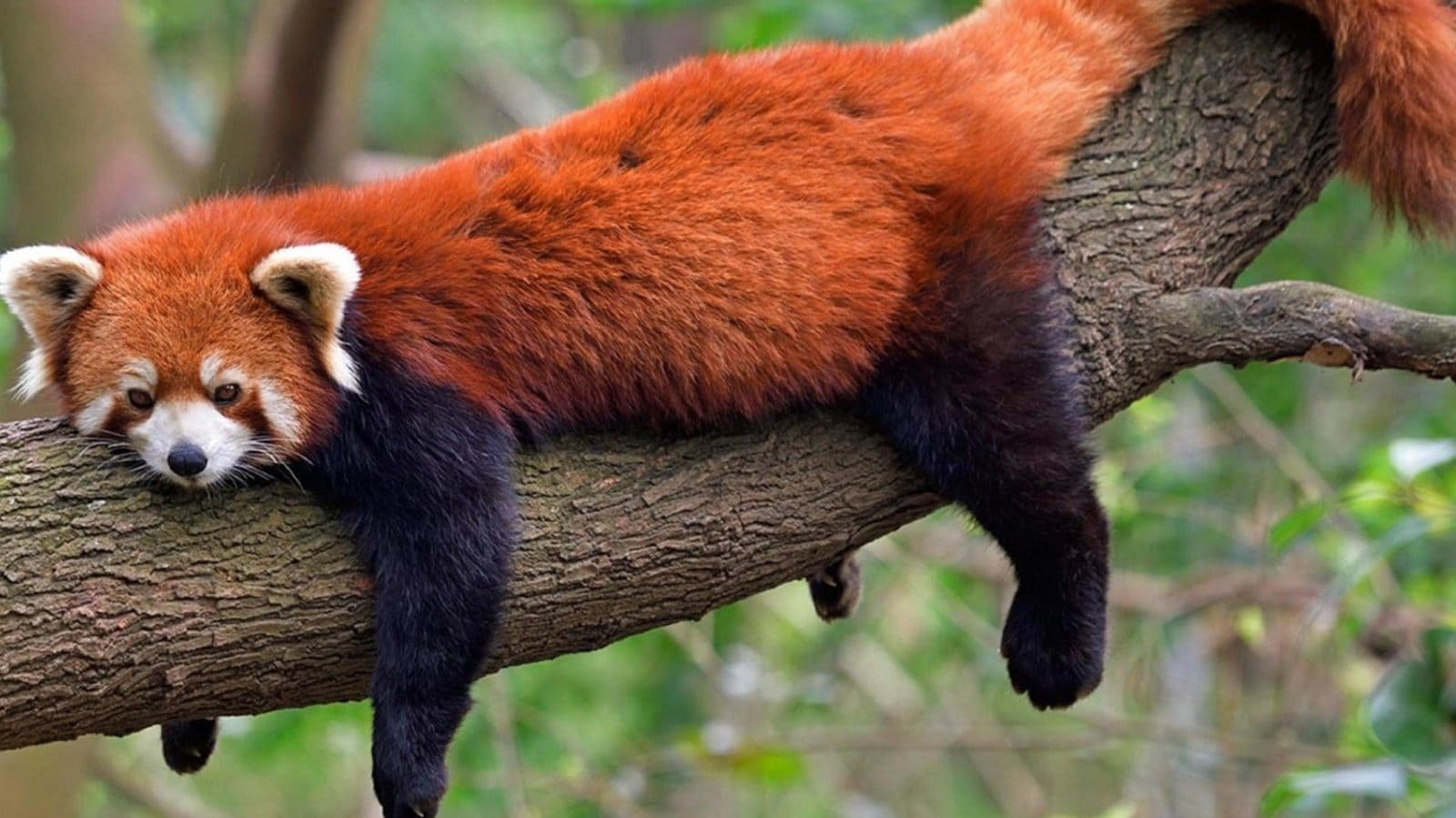 International Red Panda Day 2022 History, Significance and Interesting