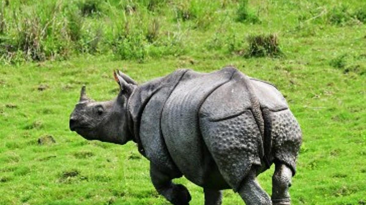 World Rhino Day: From 366 to Over 2,500, Slow But Steady Growth of the Beast at Kaziranga in Last 5 Decades