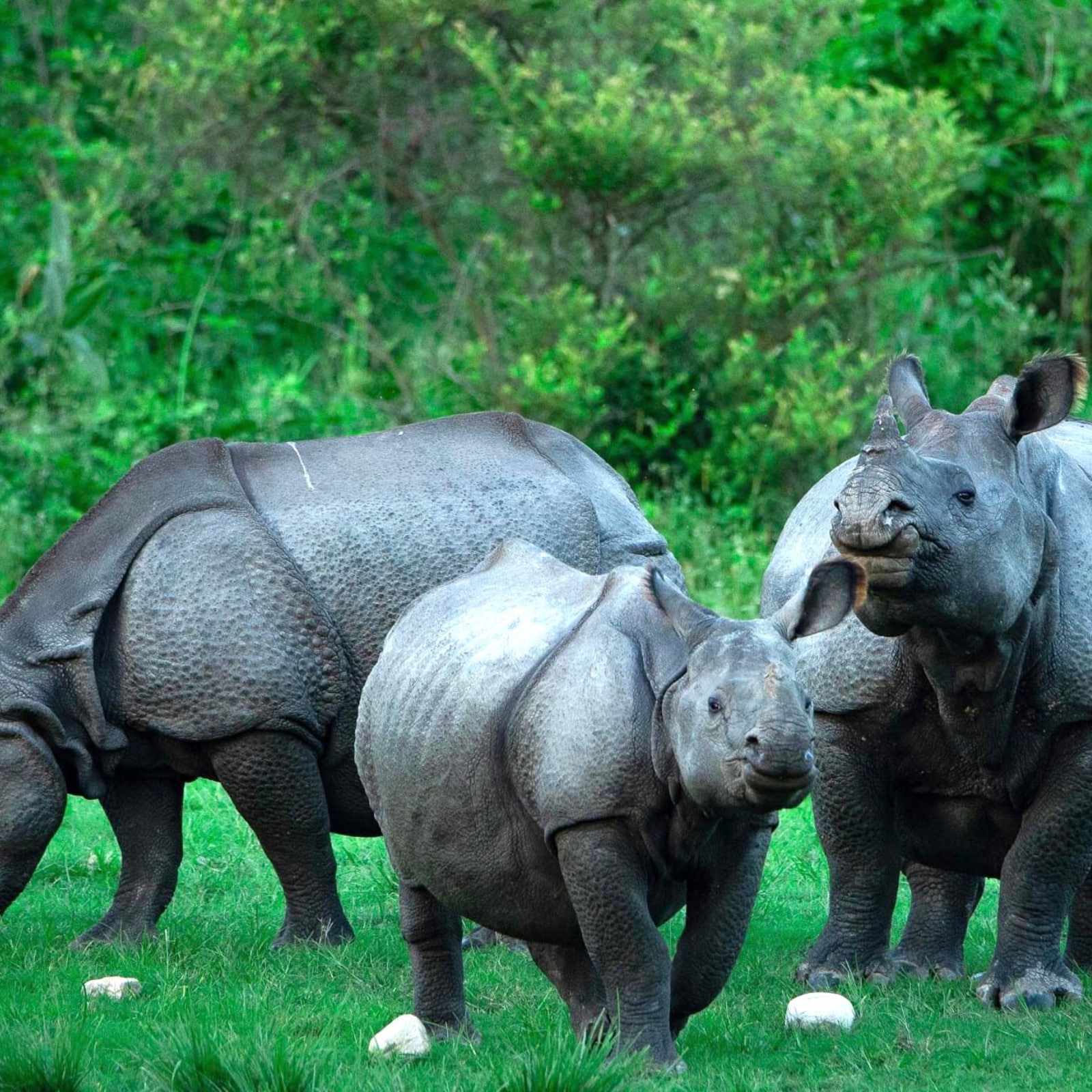 World Rhino Day: IFS Officer Shares Interesting Facts About Rhinoceros
