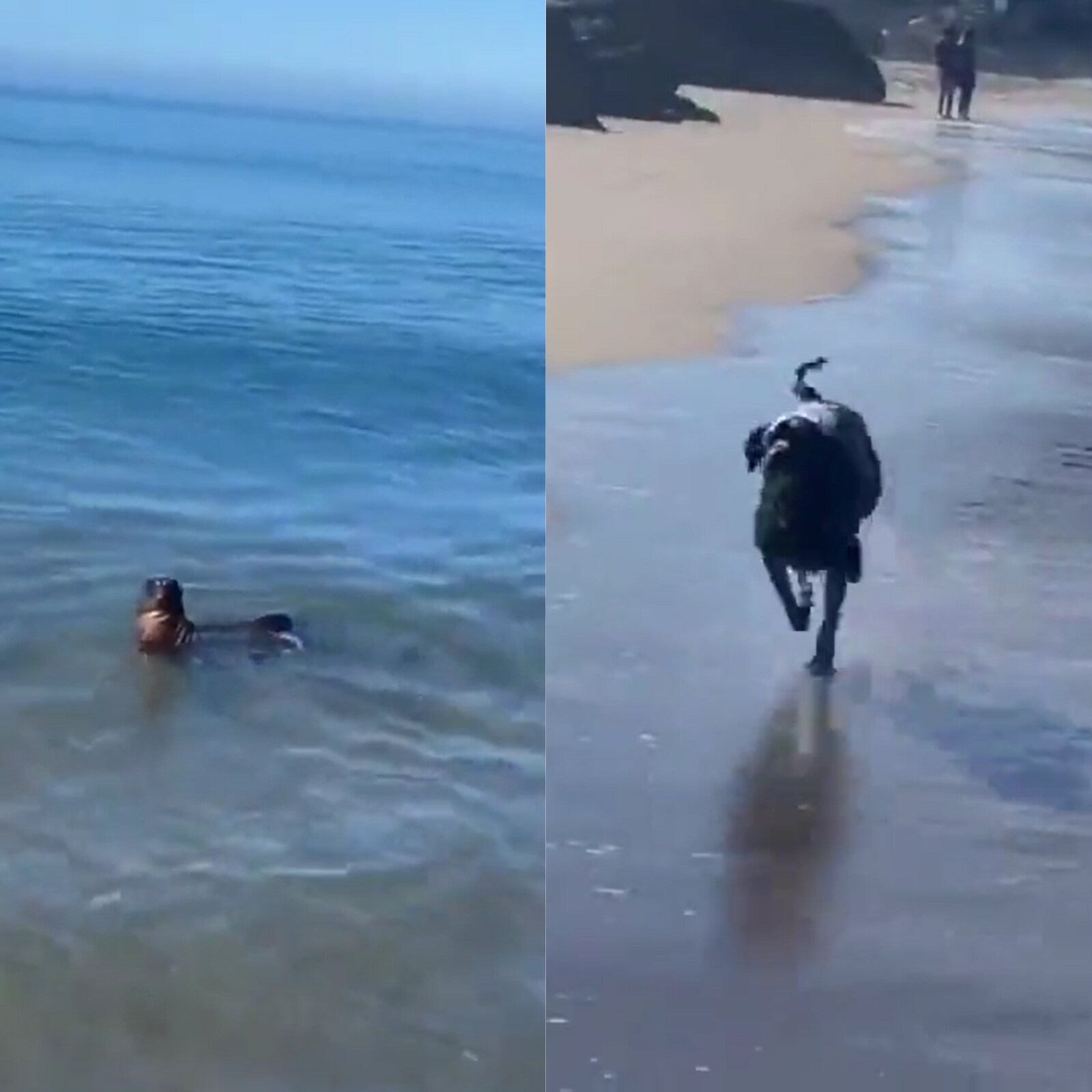 WATCH It s Seal vs Dog in a Game of Catch The Ball at The Beach