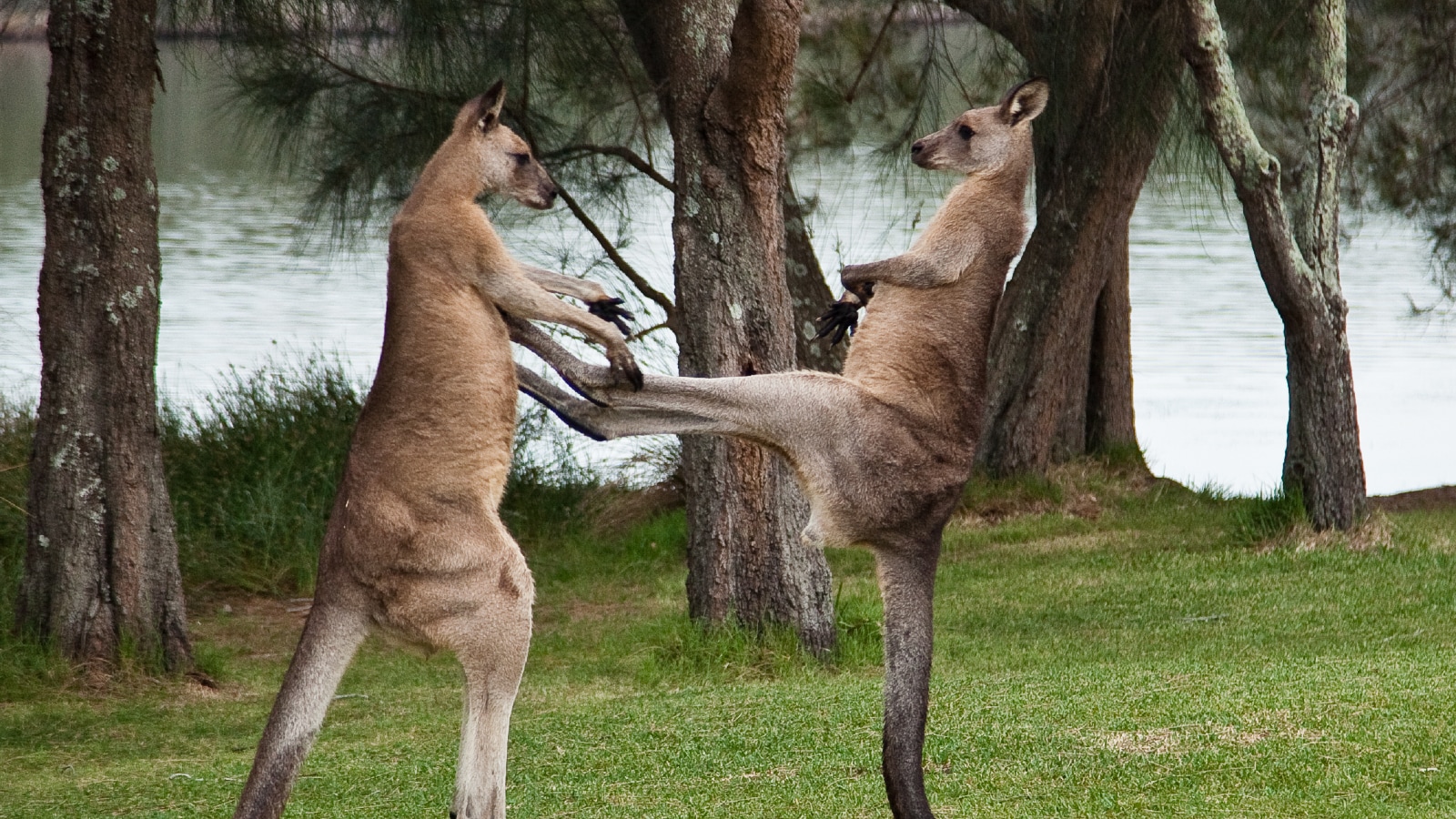 Wild Kangaroo Kept as Pet Kills Australian, Police Kill Animal as it