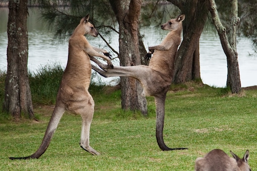 Wild Kangaroo Kept as Pet Kills Australian, Police Kill Animal as it Posed  Risk to Responders
