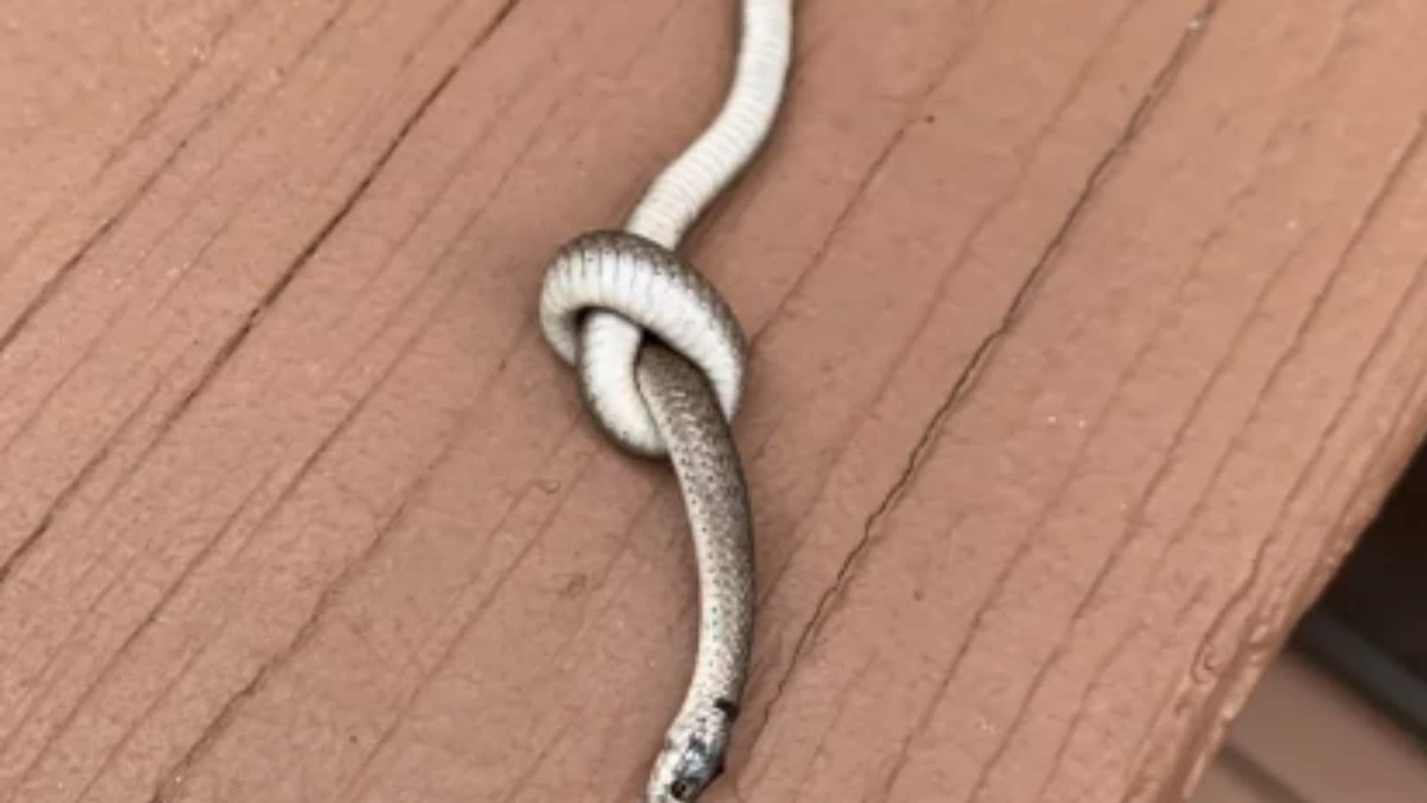Spooky Photo of Dead Snake Tied in a Knot Leaves The Internet Baffled ...