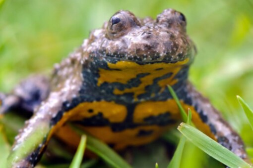 Toads Native to Europe Have Developed a Unique Strategy to Deal With  Human-altered Environment