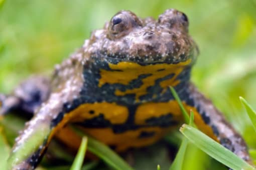 Toads Native to Europe Have Developed a Unique Strategy to Deal With Human-altered Environment Toads Native to Europe Have Developed a Unique Strategy to Deal With Human-altered Environment