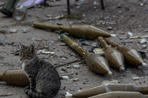 A cat sits near shells for a RPG-7 grenade launcher at a former position of Russian troops in the village of Velyka Komyshuvakha. (Reuters Photo)