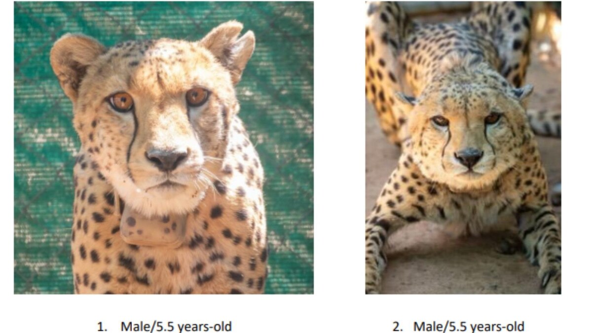 Two Siblings, Two Friends & A 2-Year-Old: Meet the 8 Namibian Cheetahs Who Will Now Call India Their Home