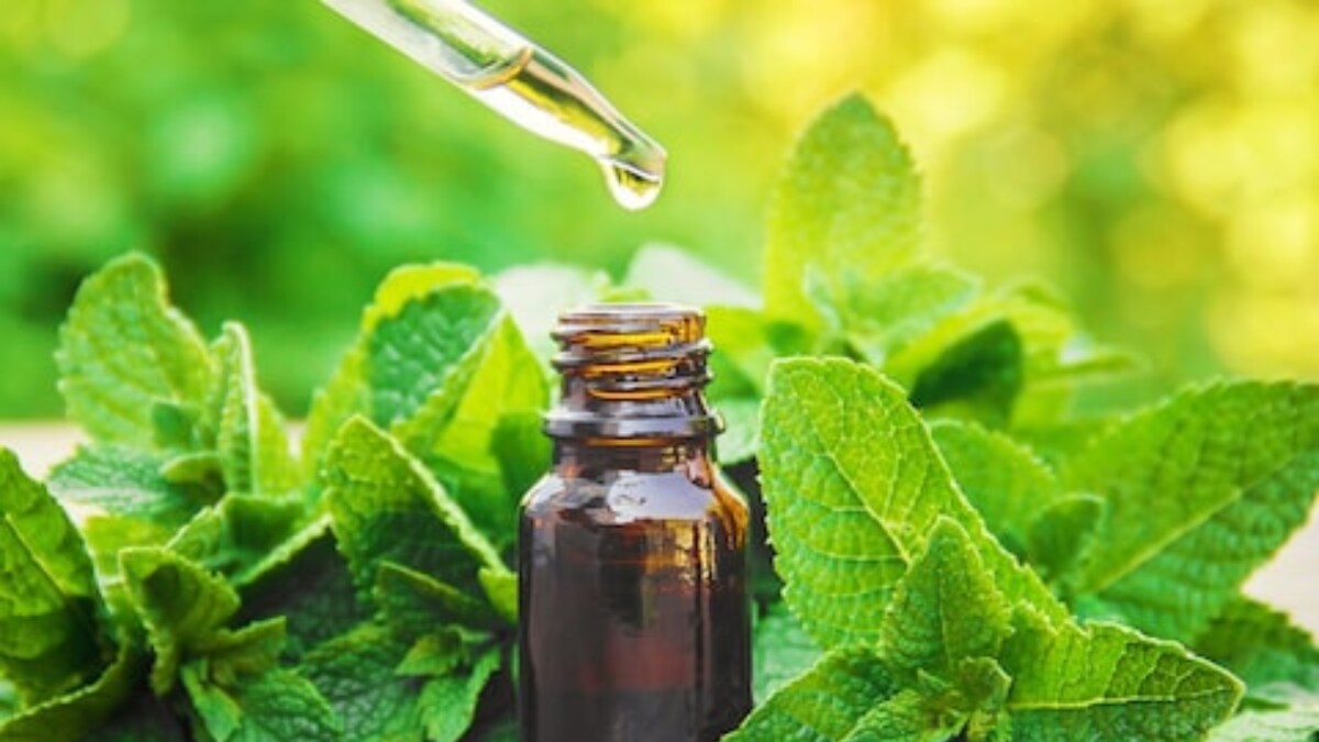 Peppermint Health benefits of this commonly found kitchen herb News18