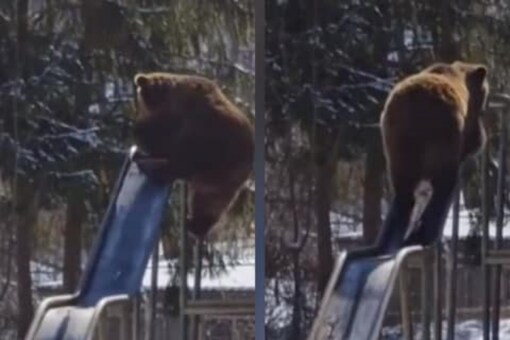 The 25-second video opens with a huge black bear standing atop a raised platform.