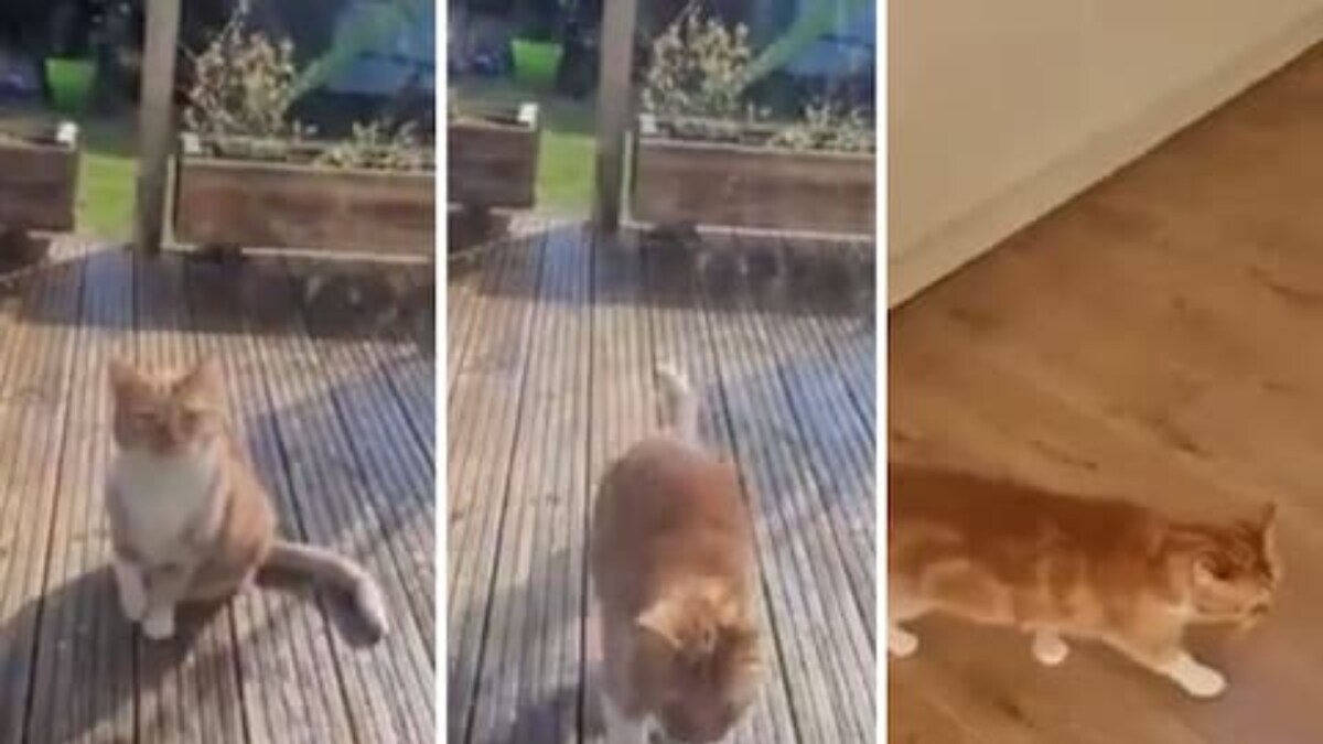 Watch: Cat Puts On Act of Injury to Attract Attention