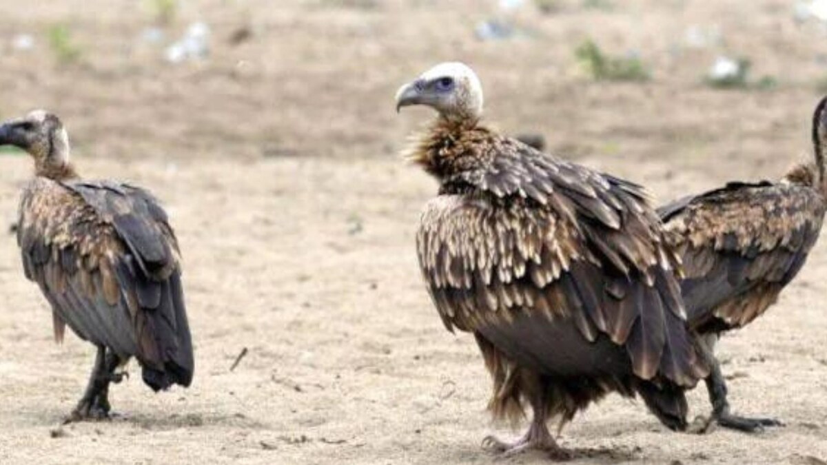 Maha: Phansad Sanctuary to Set Up 'Food Centre' for Vultures as Their Numbers Fall