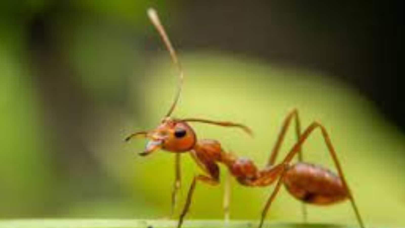 Ant Infestation Forces People to Flee Odisha Village | India News - News18