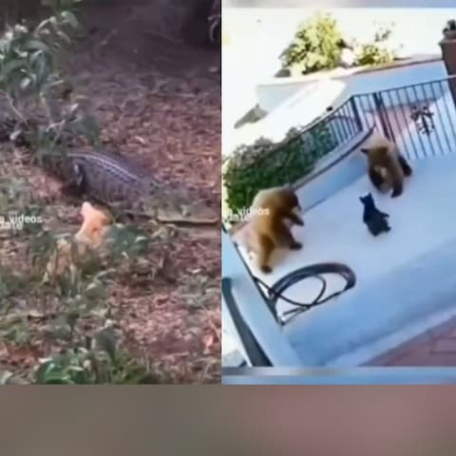 Video of Courageous Animals Taking on Stronger Foes is The Best Thing to  Watch Today