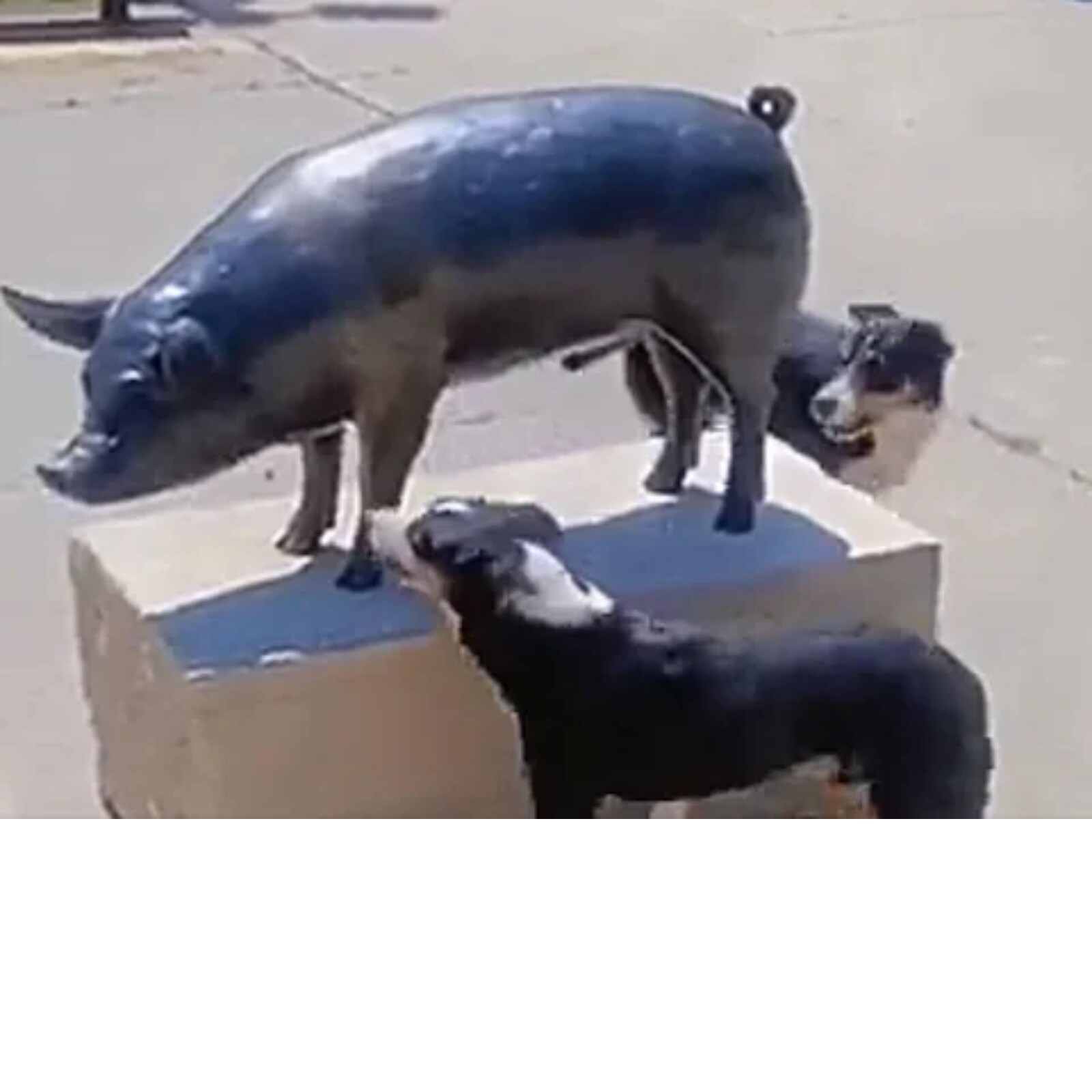 Watch: Animal Effigies Leave Two Dogs Baffled in This Hilarious Video Watch: Animal Effigies Leave Two Dogs Baffled in This Hilarious Video