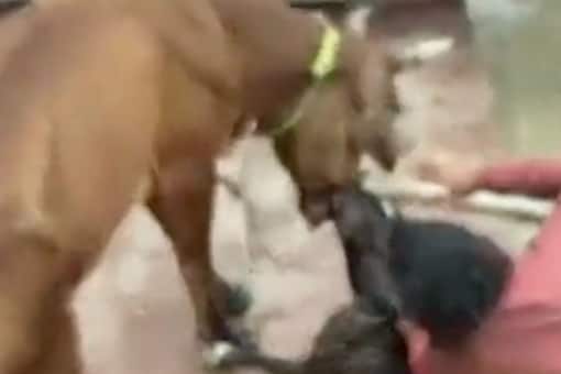 WATCH: Pitbull Dog Attacks Cow in Kanpur, Locals Come to the Rescue