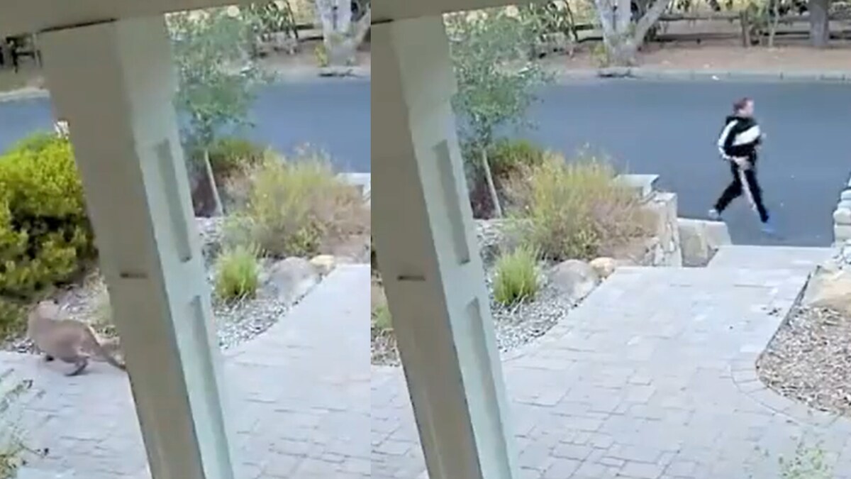 Mountain Lion Looks on from Bushes as Unaware Jogger Passes by in