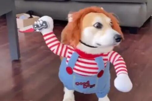 Watch: This Little Dog In Funny Costume Is All We Need To Start Our Day Watch: This Little Dog In Funny Costume Is All We Need To Start Our Day