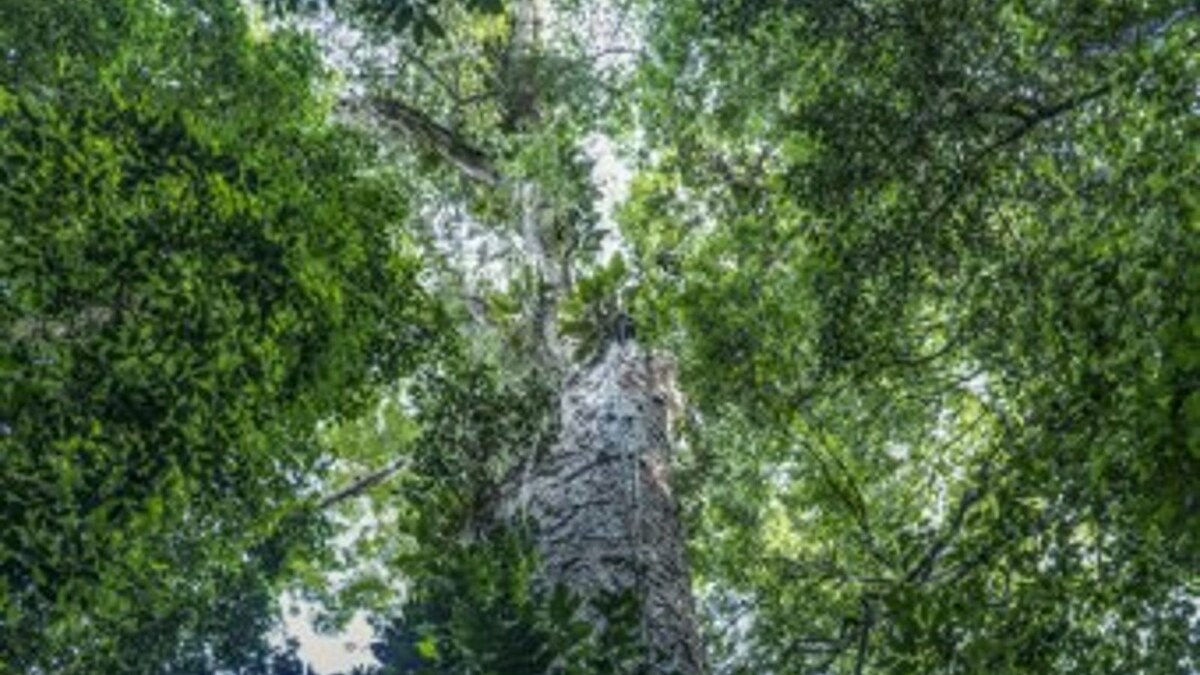 Angelim Vermelho: Scientists Reach Amazon Rainforest’s Tallest Tree