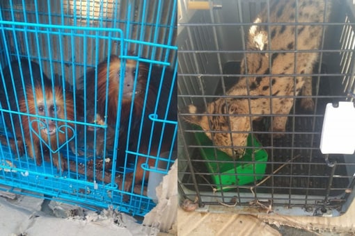 140 Exotic Animals, Birds Rescued from Mizoram's Champhai; Myanmar Coup to Blame? News18 Explains 140 Exotic Animals, Birds Rescued from Mizoram's Champhai; Myanmar Coup to Blame? News18 Explains