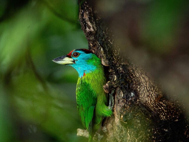 Parveen Kaswan, an Indian Forest Service (IFS) officer, took to Twitter to post a brilliantly captured photograph of a stunning bird known as the Blue-Throated Barbet. (Credits: Twitter)