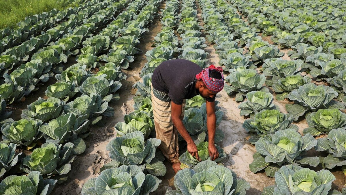 What the Fork: How Cabbage Grew On Kunal Vijayakar and Became His Most Versatile Vegetable