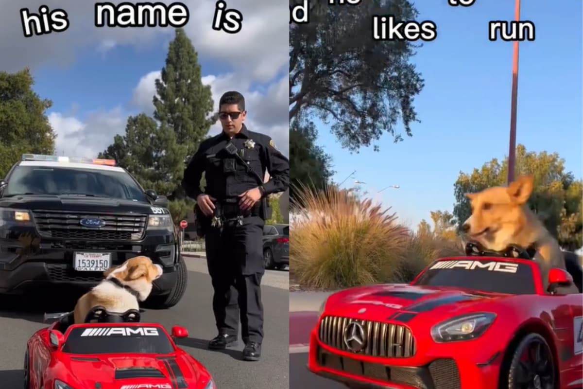 Watch: Pet Corgi Dog Runs Away From Cops Driving Toy Car, Leaves